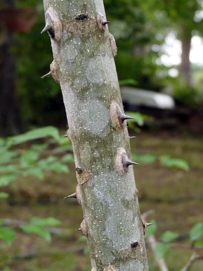 {Zanthoxylum clava-herculis}